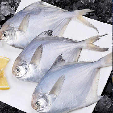 新鲜银鲳鱼海鲜白鲳鱼新鲜美味爽口（6斤1件包邮）