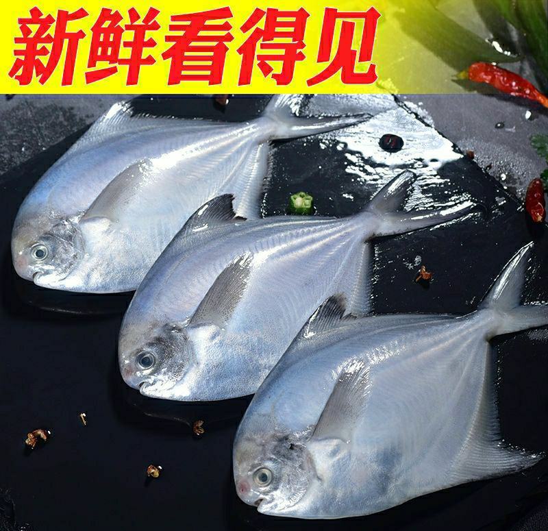 新鲜银鲳鱼海鲜白鲳鱼新鲜美味爽口（6斤1件包邮）