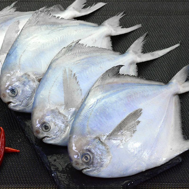 新鲜银鲳鱼海鲜白鲳鱼新鲜美味爽口（6斤1件包邮）