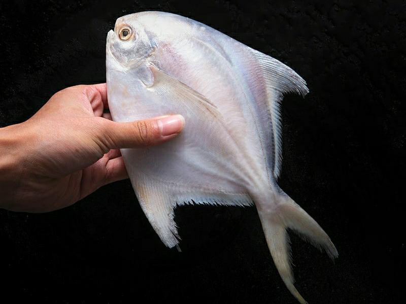 新鲜银鲳鱼海鲜白鲳鱼新鲜美味爽口（6斤1件包邮）