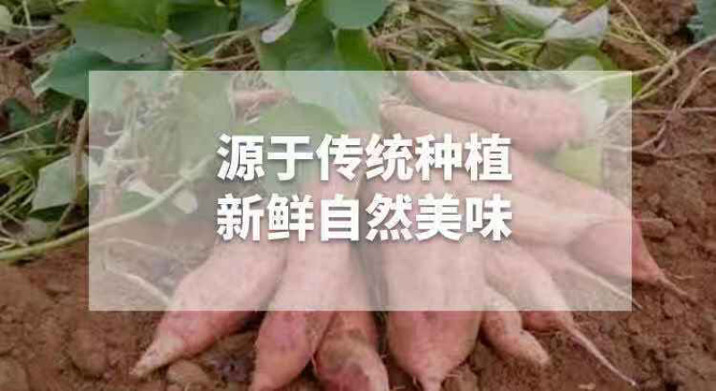 原味红薯干地瓜干农家自制无糖无添加山东特产地瓜枣批发