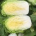 黄心大白菜矮颗大白菜3-4-5斤左右