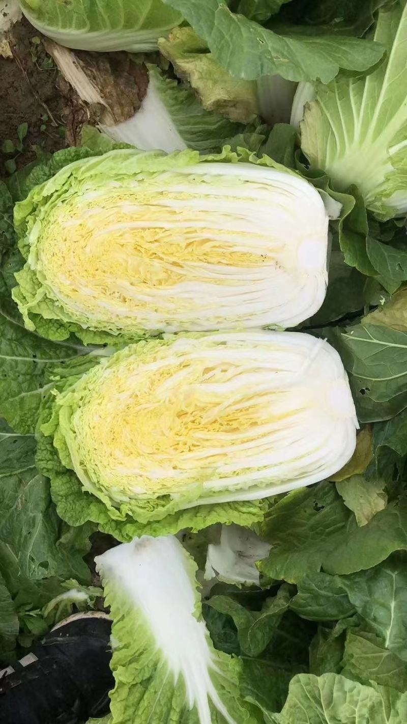 黄心大白菜矮颗大白菜3-4-5斤左右