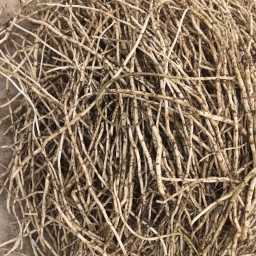 【质优价好】安徽马鞍山精品藜蒿根，大量供应，欢迎订购