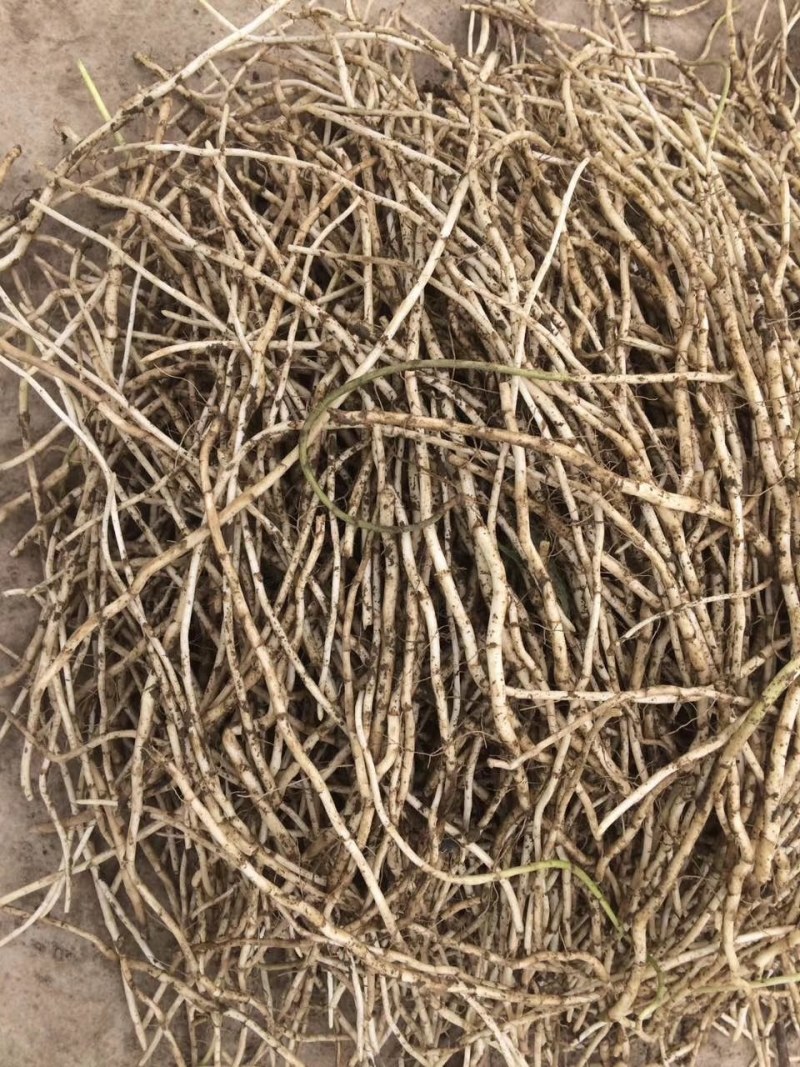 【质优价好】安徽马鞍山精品藜蒿根，大量供应，欢迎订购