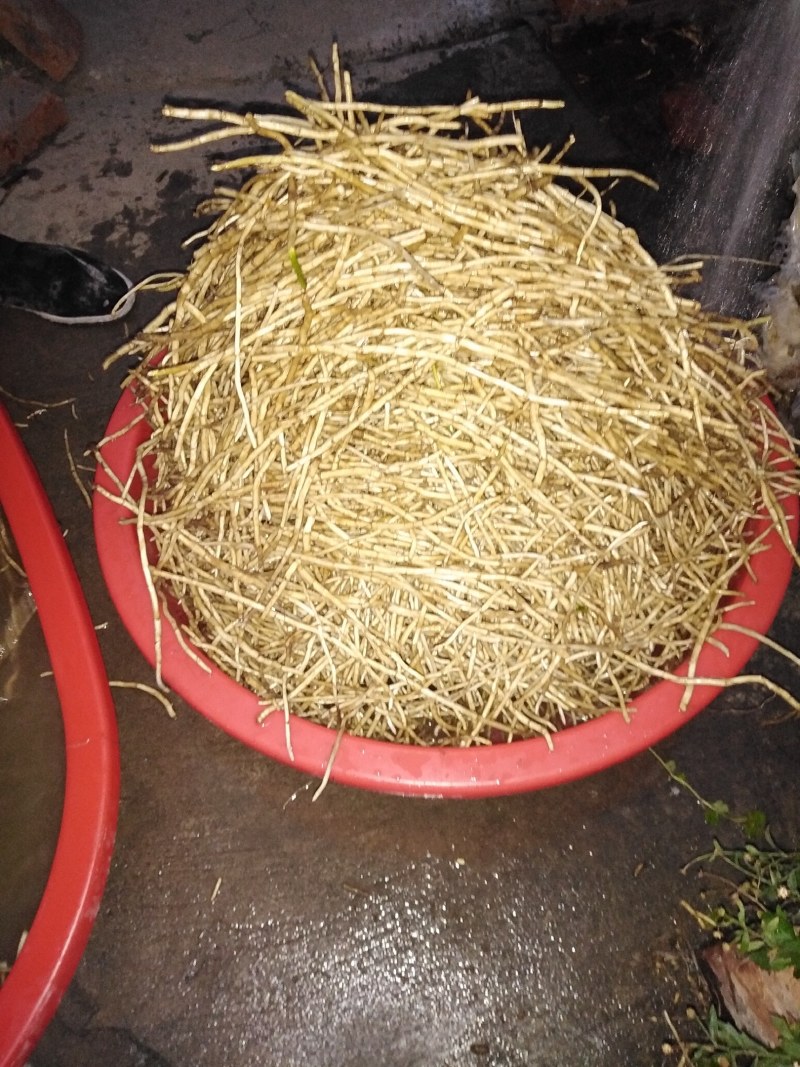 【质优价好】安徽马鞍山精品藜蒿根，大量供应，欢迎订购