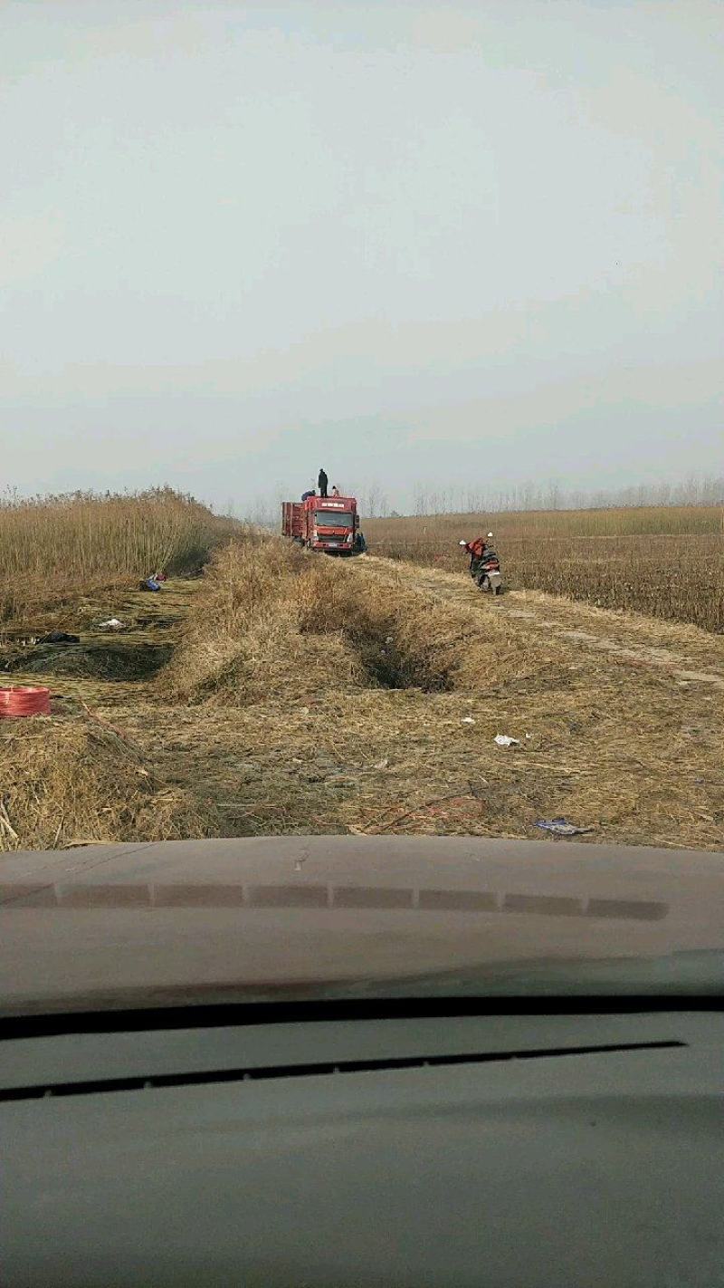 大量出售杞柳，价钱优惠