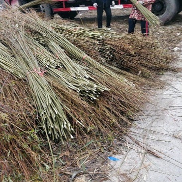 大量出售杞柳，价钱优惠