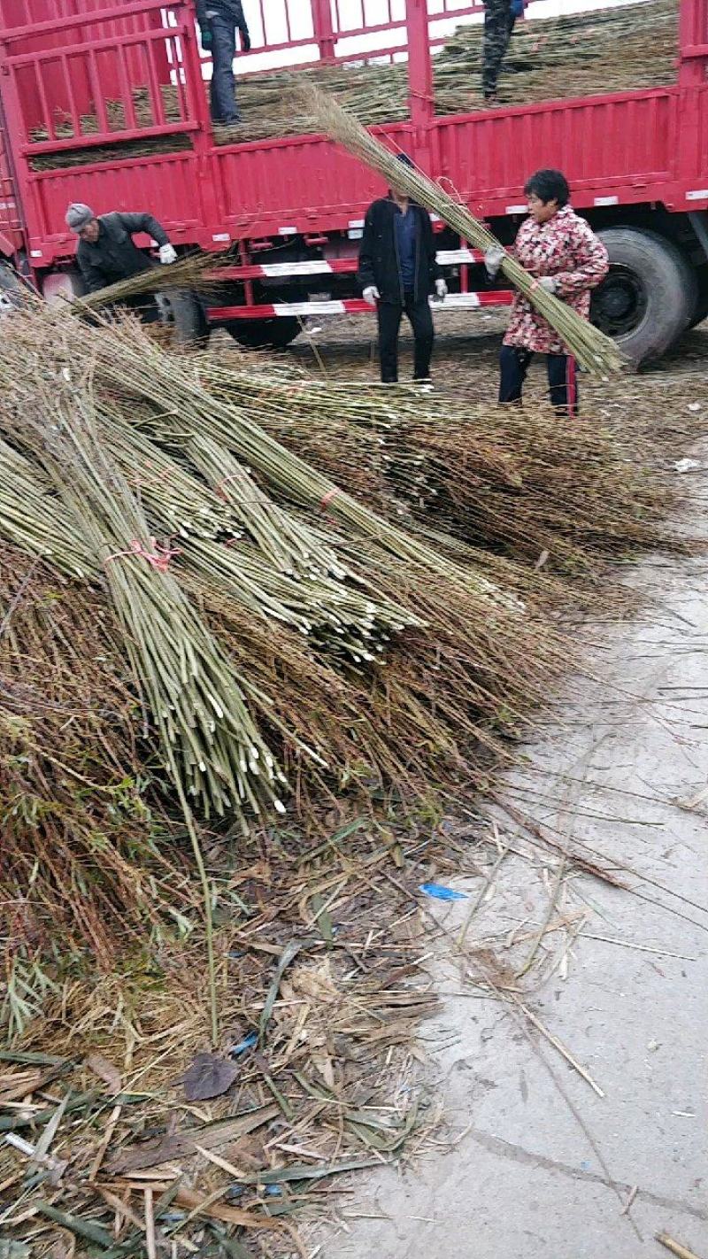 大量出售杞柳，价钱优惠