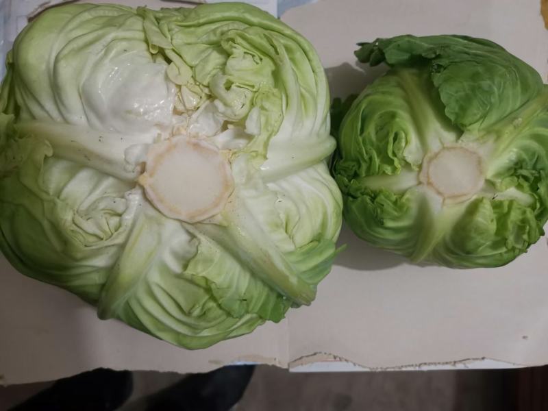 蔬菜圆包甘蓝，色泽青秀，个头均匀，重量2.5斤左右
