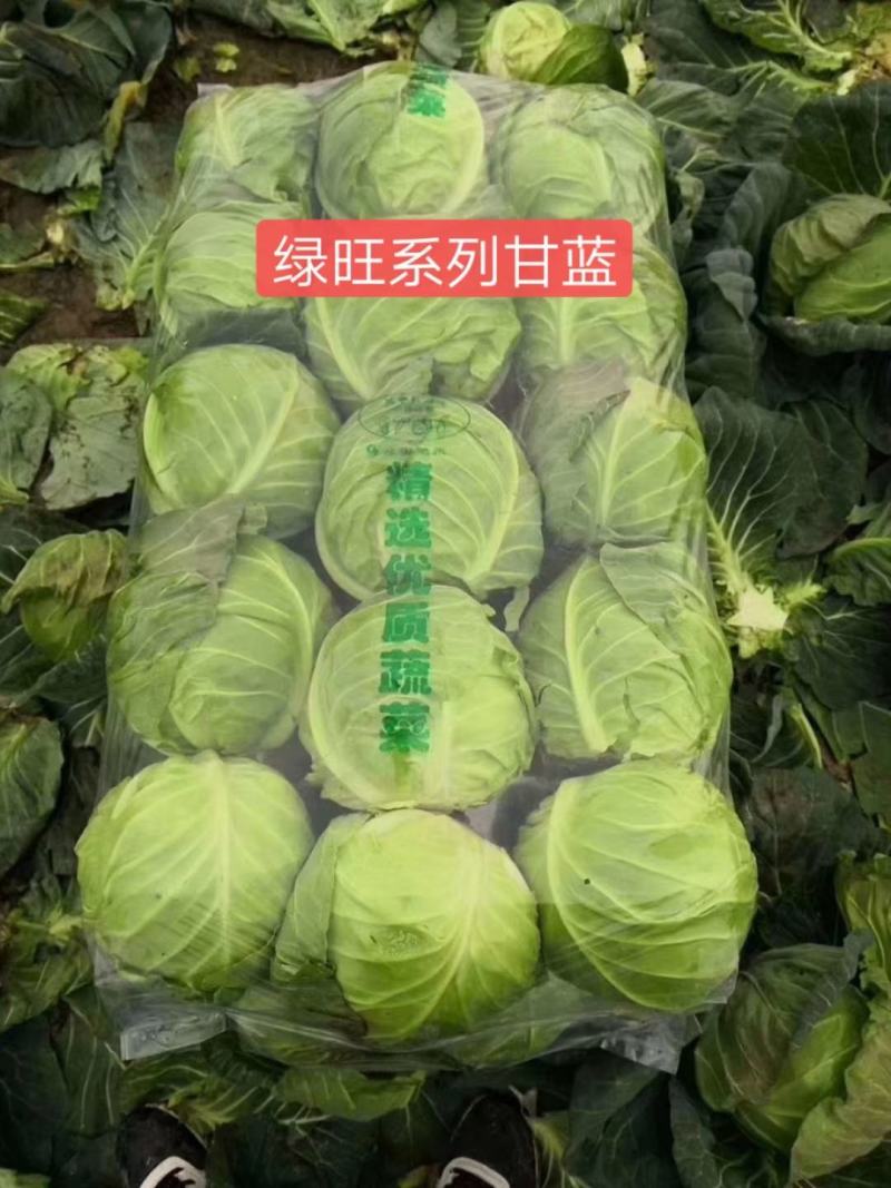 蔬菜圆包甘蓝，色泽青秀，个头均匀，重量2.5斤左右