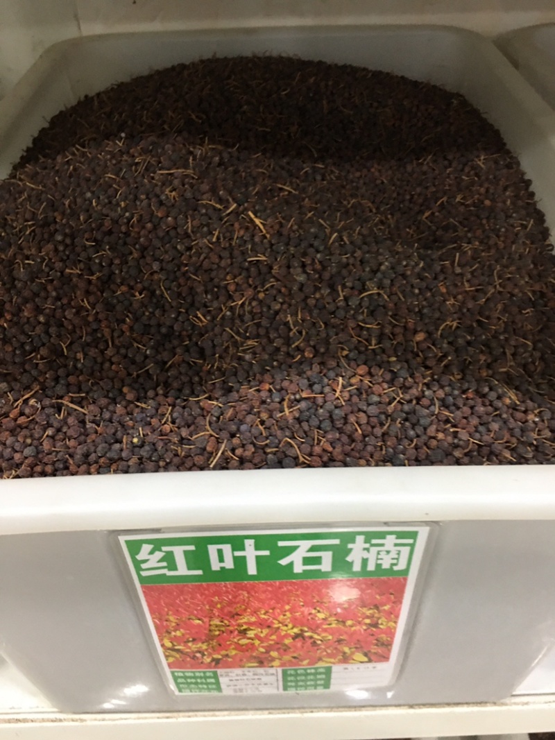 红叶石楠种子红罗宾火焰红高杆石楠石楠红叶石楠