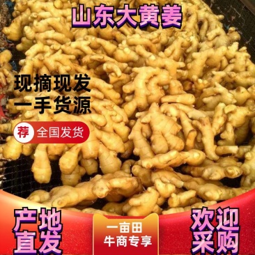 生姜价格生姜产地一手货源电商供货见货谈价