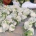 花菜有机花菜白面青梗松花菜，2斤左右，个头均匀花球雪白，