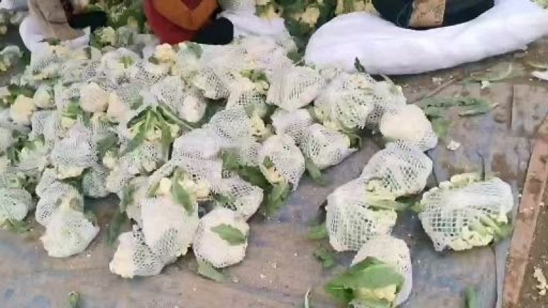 花菜有机花菜白面青梗松花菜，2斤左右，个头均匀花球雪白，