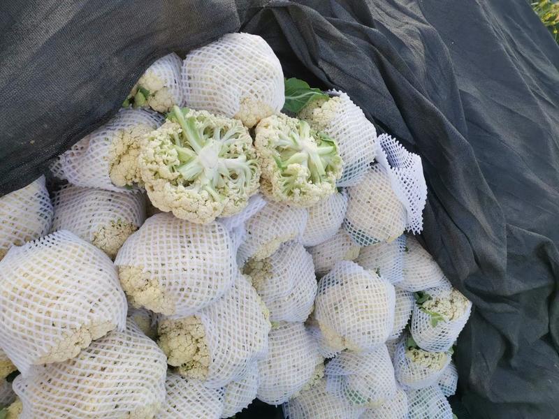 花菜有机花菜白面青梗松花菜，2斤左右，个头均匀花球雪白，