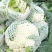 花菜有机花菜白面青梗松花菜，2斤左右，个头均匀花球雪白，