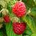 树莓双季树莓红树莓新品种红树莓苗树莓苗适合采摘园树莓苗