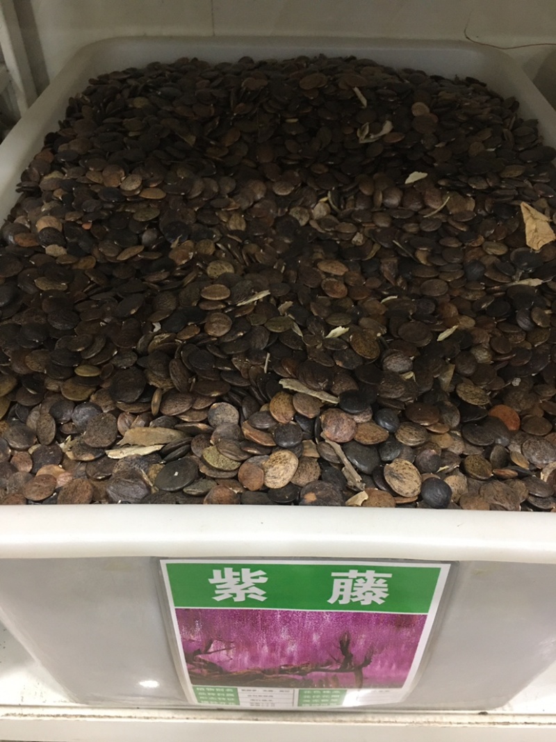 紫藤种子新采收紫藤树苗种子多花紫藤紫藤花紫藤萝攀爬四季