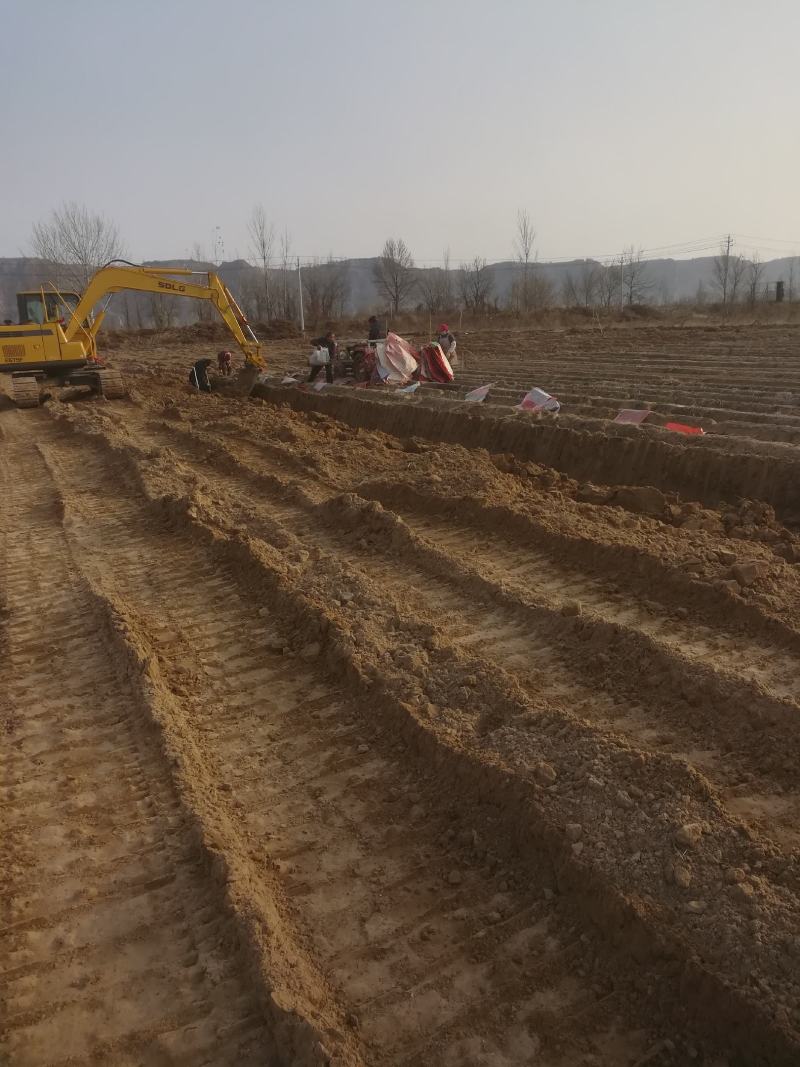 今年新铁杆山药已开始大量出售要的老扳速联系