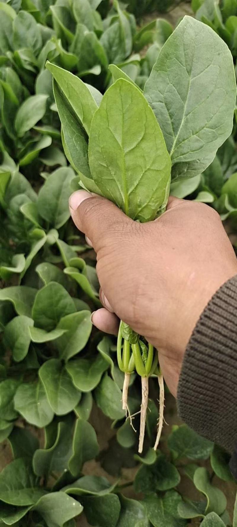 精品大棚菠菜大棚菠菜大量上市实力代办一手货源基地直发