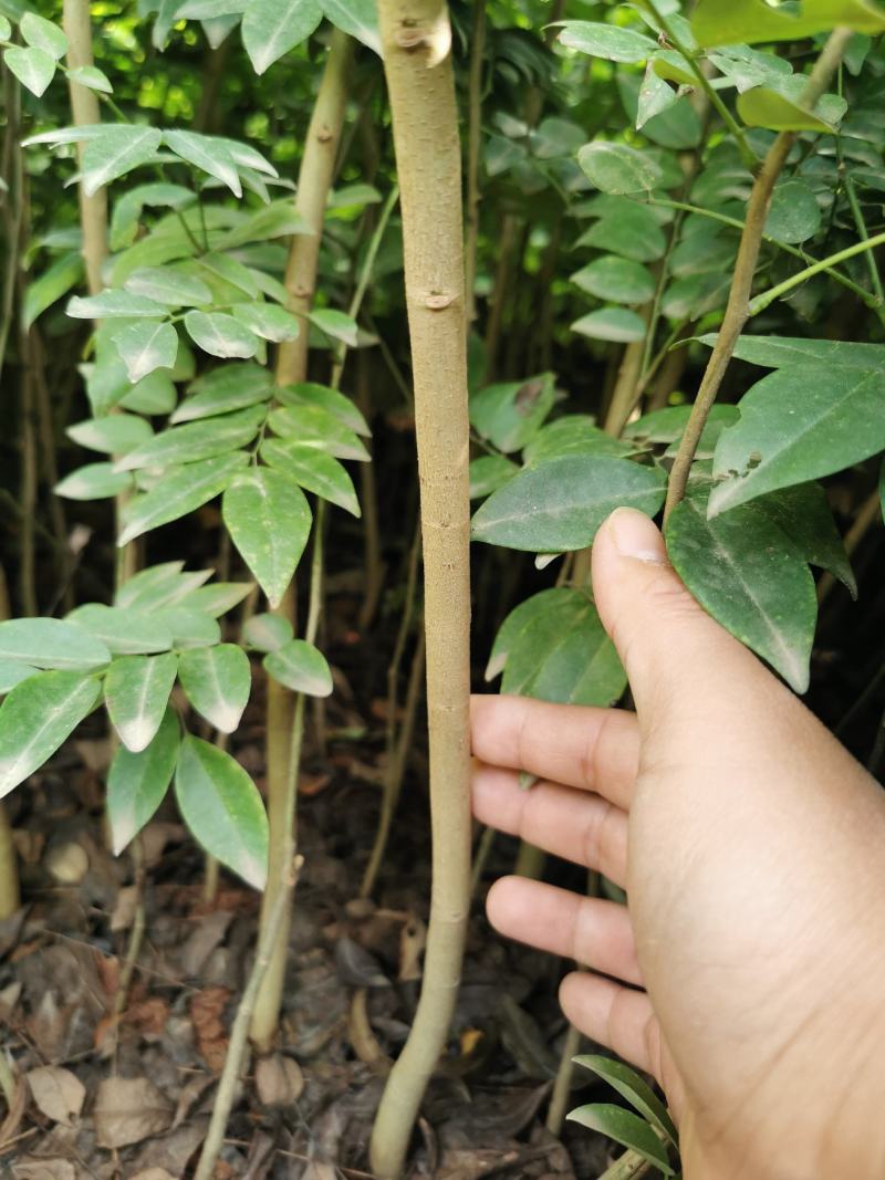 黄花梨树海南黄花梨树苗降香黄檀苗带土带叶发货黄花梨杯苗