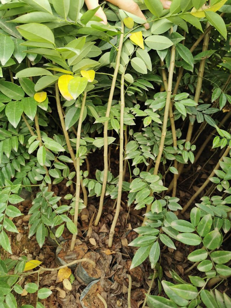 黄花梨树海南黄花梨树苗降香黄檀苗带土带叶发货黄花梨杯苗