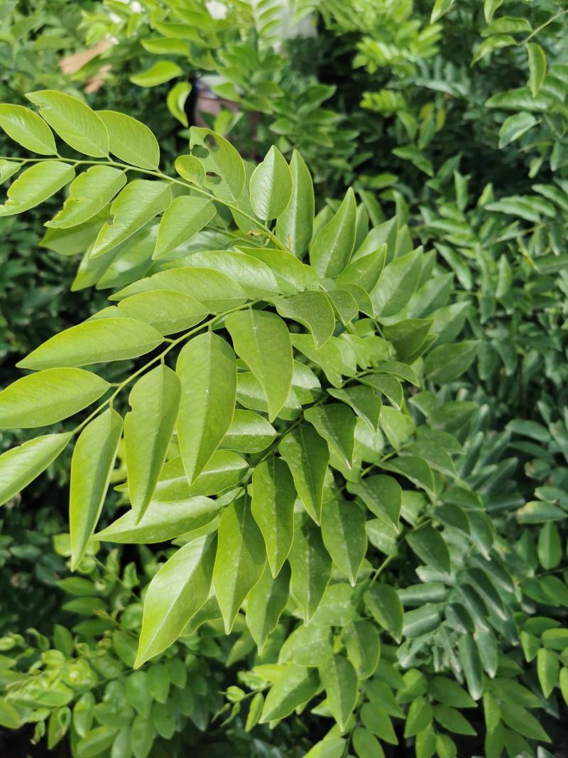 黄花梨树海南黄花梨树苗降香黄檀苗带土带叶发货黄花梨杯苗