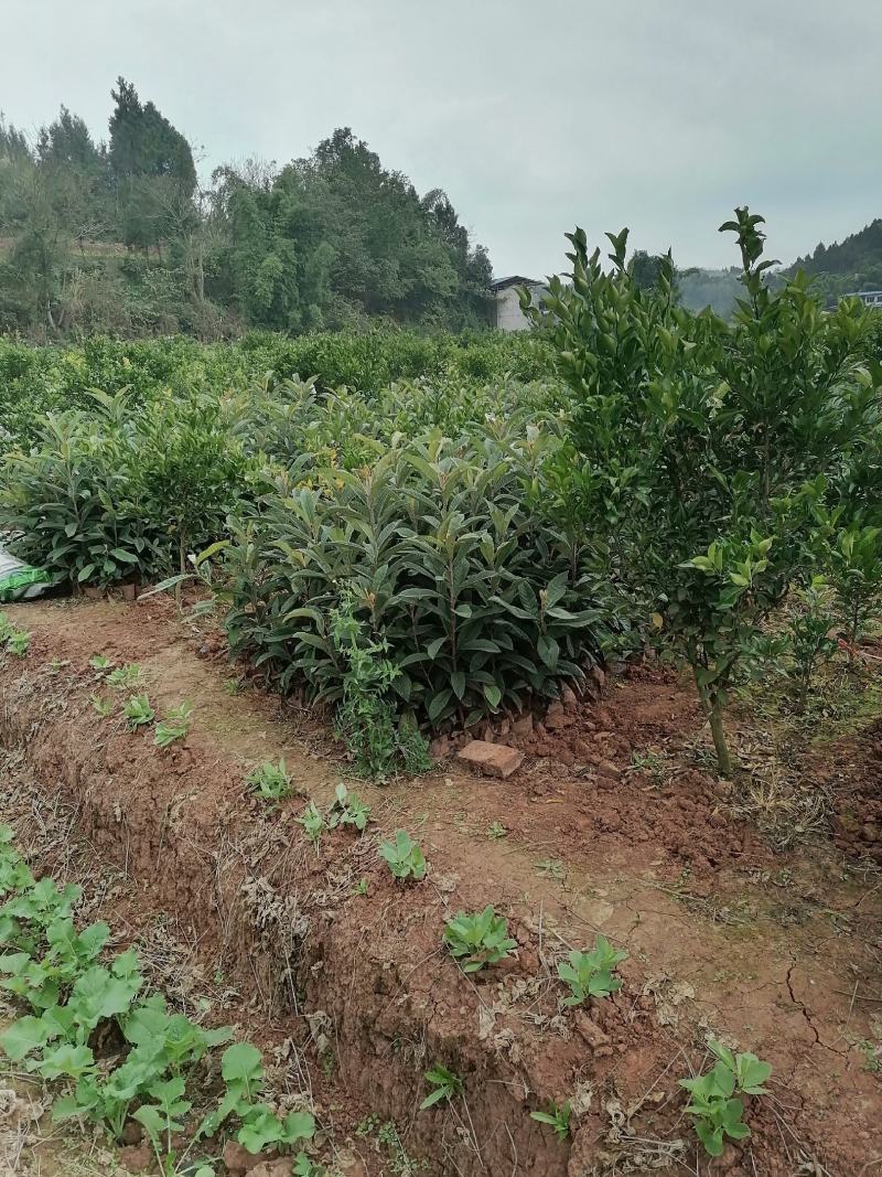 大五星枇杷杯苗地苗各种规格苗木壮实