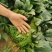 精品大棚菠菜大棚菠菜大量上市实力代办一手货源基地直发