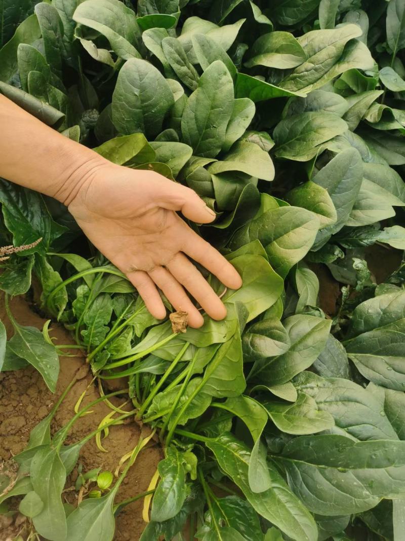 精品大棚菠菜大棚菠菜大量上市实力代办一手货源基地直发