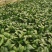 精品大棚菠菜大棚菠菜大量上市实力代办一手货源基地直发