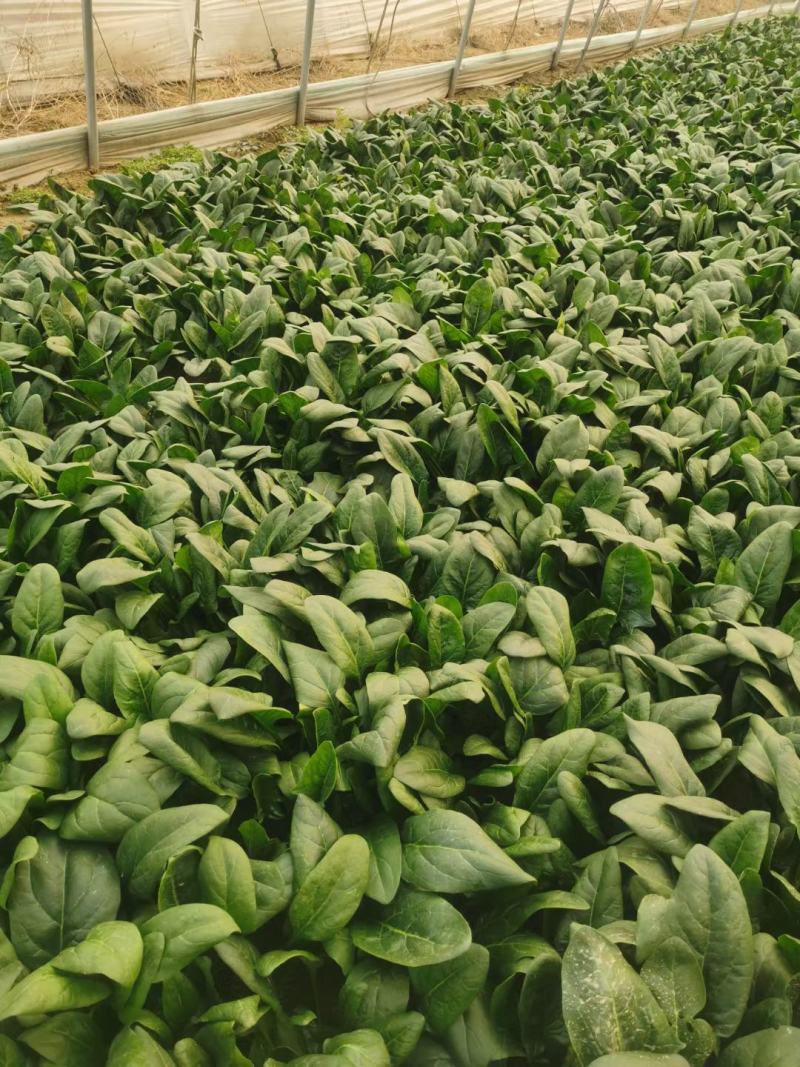 精品大棚菠菜大棚菠菜大量上市实力代办一手货源基地直发