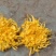 金丝皇菊———菊花茶