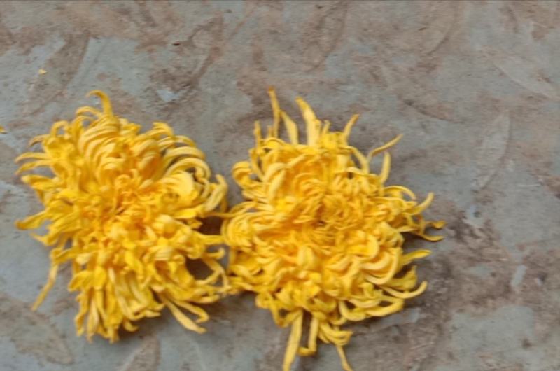 金丝皇菊———菊花茶