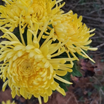 金丝皇菊———菊花茶