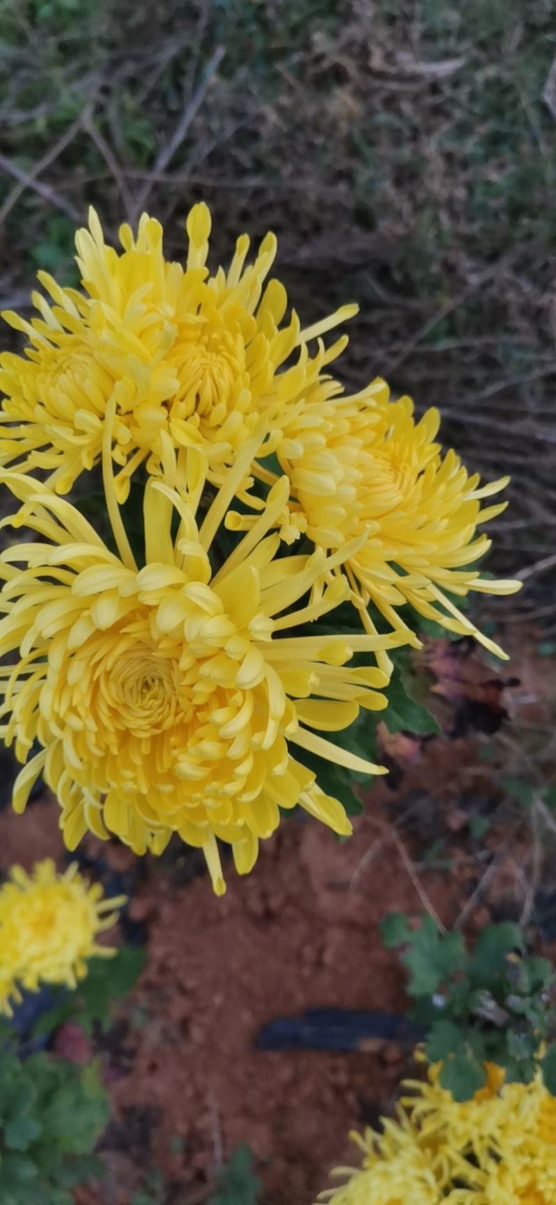 金丝皇菊———菊花茶