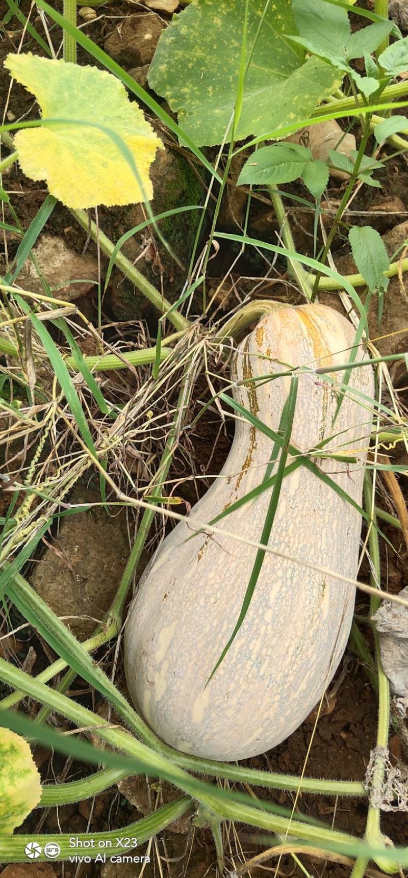 云南山地种植南瓜老蜜本南瓜正在上市。蜜本1号口感自然甜。