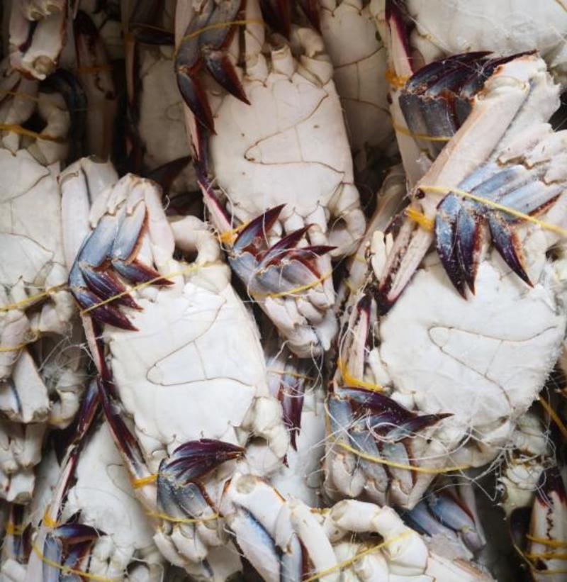 新鲜鲜活速冻大螃蟹冰冻梭子蟹水产海鲜螃蟹