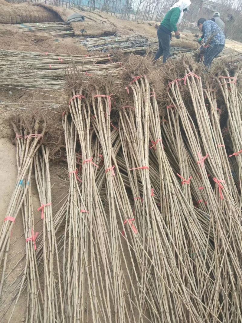 沙蜜豆樱桃苗，成活率高，技术指导，保品种，可签合同