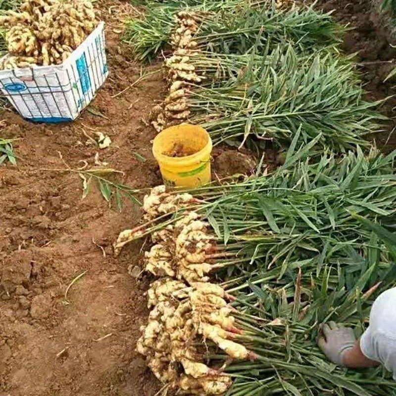 生姜，新鲜生姜！包邮到家！按时发货！精选生姜！
