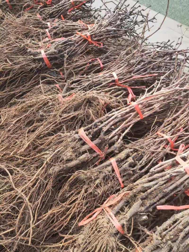 玫瑰香葡萄苗，包技术，成活率高，量大便宜