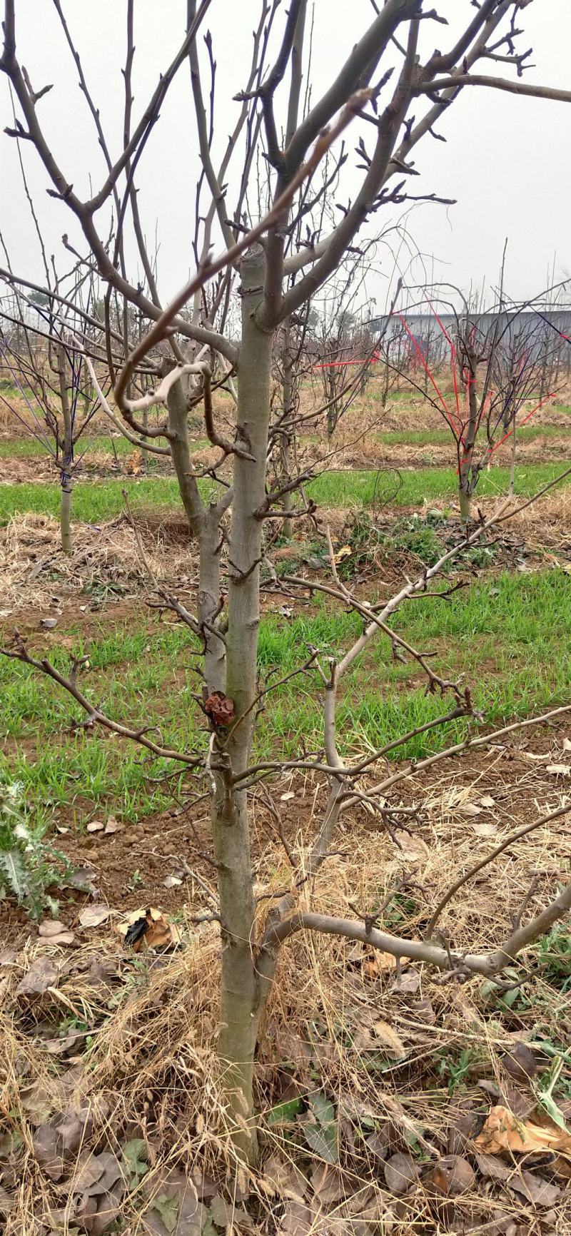 梨树占地梨树5-8公分树形好地栽盆栽南北方种植