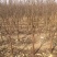 梨树占地梨树5-8公分树形好地栽盆栽南北方种植