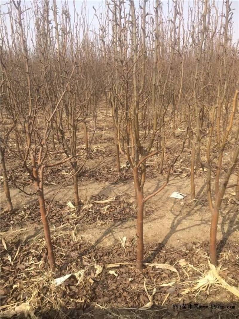 梨树占地梨树5-8公分树形好地栽盆栽南北方种植
