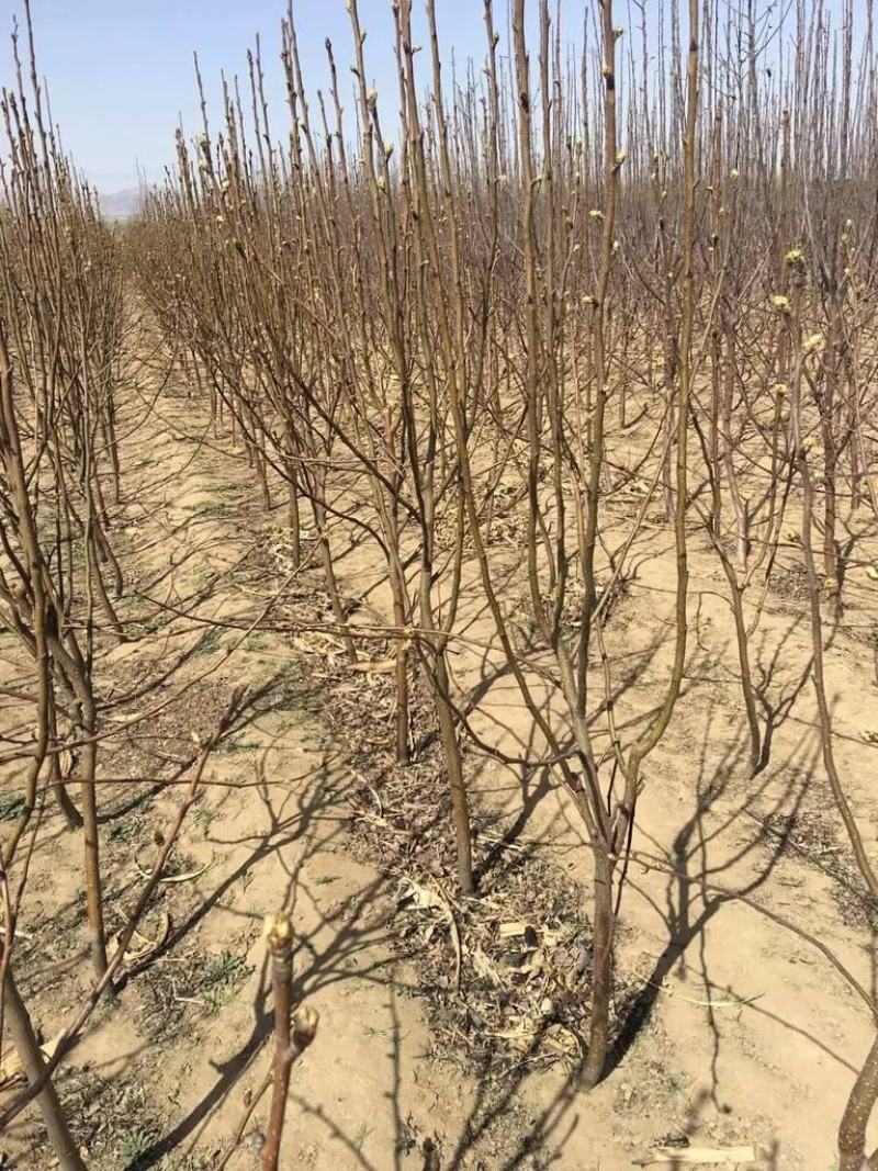 梨树占地梨树5-8公分树形好地栽盆栽南北方种植