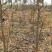 梨树占地梨树5-8公分树形好地栽盆栽南北方种植