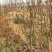 梨树占地梨树5-8公分树形好地栽盆栽南北方种植
