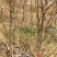 梨树占地梨树5-8公分树形好地栽盆栽南北方种植