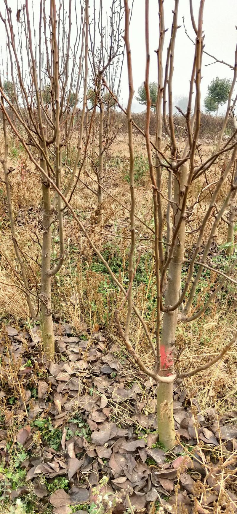 梨树占地梨树5-8公分树形好地栽盆栽南北方种植